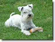Zwergschnauzer, Miniature Schnauzer