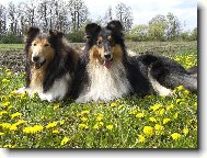 Shetland Sheepdog