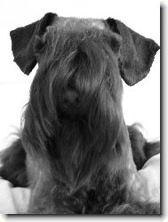 Zwergschnauzer, Miniature Schnauzer