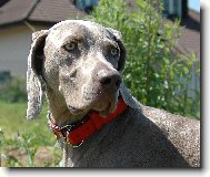 Weimaraner, Weimaraner Vorsterhund