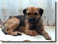 Border Terrier