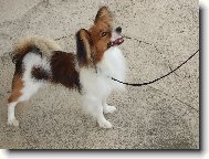 Papillon