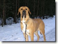 Fila Brasileiro