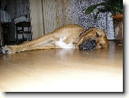 Fila Brasileiro