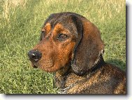 Alpine Dachsbracke