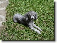 Toy Poodle