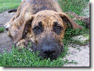 Fila Brasileiro