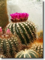 Mammillaria