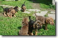 Chien de Saint-Hubert