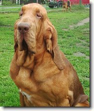 Chien de Saint-Hubert
