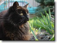 Norwegian Forest \(Cat\)