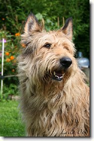 Picardy sheepdog \(Dog standard\)