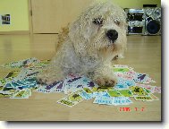 Dandie Dinmont Terrier
