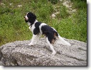 Cavalír King Charles Spaniel- Tricolor