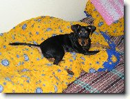 German Pinscher