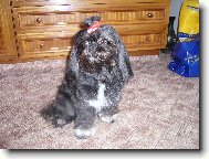 icu, Shih-Tzu