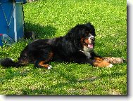 Berner Sennenhund