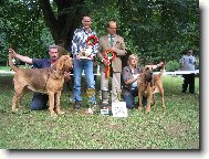 Chien de Saint-Hubert