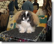Pekingese, Pekinese, Peking Palasthound