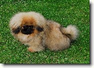 Pekingese, Pekinese, Peking Palasthound