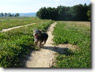 Jorkšírský terier, Yorkshire Terrier,