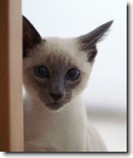 Siamese cat