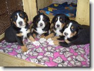 Grosser Schweizer Sennenhund