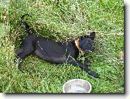 Deutsche Dogge