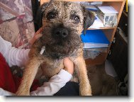 Border Terrier
