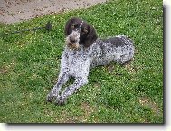 Czech Pointer, Bohemian wire-haired Pointing griffon