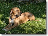 Fila Brasileiro