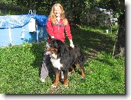 Berner Sennenhund