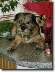 Border Terrier