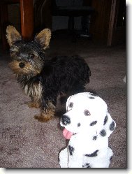 Jorkšírský terier, Yorkshire Terrier,