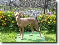 Perro Sin Pelo del Per