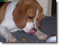 Beagle