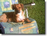 German Pinscher