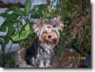Jorkšírský terier, Yorkshire Terrier,