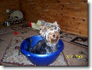Jorkšírský terier, Yorkshire Terrier,