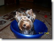 Jorkšírský terier, Yorkshire Terrier,