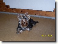 Jorkšírský terier, Yorkshire Terrier,