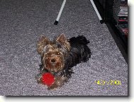 Jorkšírský terier, Yorkshire Terrier,