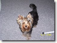Jorkšírský terier, Yorkshire Terrier,