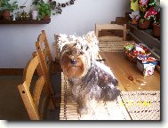 Jorkšírský terier, Yorkshire Terrier,