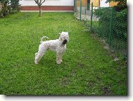 Irish soft coated wheaten terrier \(Dog standard\)