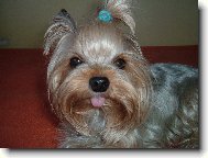 Jorkšírský terier, Yorkshire Terrier,