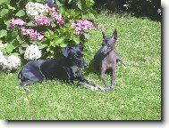 Perro Sin Pelo del Per