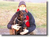 Dobermann, Doberman