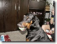 Dobermann, Doberman