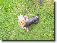 Jorkšírský terier, Yorkshire Terrier,